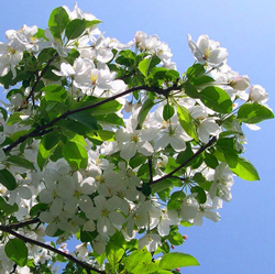 Яблоня сибирская в цвете